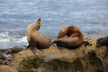 California sea lion