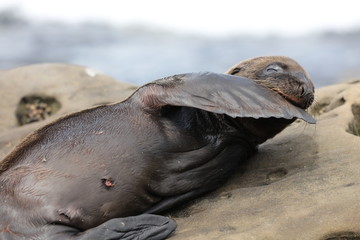 California sea lion