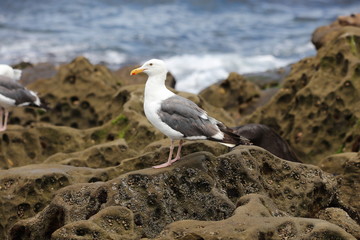 seagull on rock