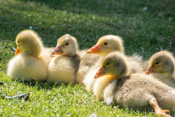 baby ducks 
