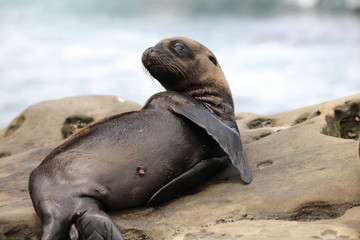 Obraz premium California sea lion