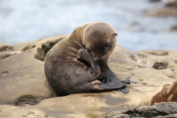 California sea lion