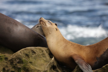 Fototapeta premium California sea lion