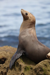 Fototapeta premium California sea lion