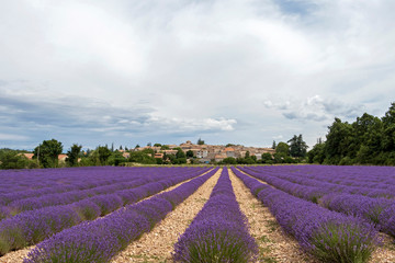 Fototapeta na wymiar Landscape with vibrant purple Lavender field and typical village of Southern France in distance at blooming season