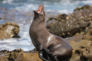 California sea lion