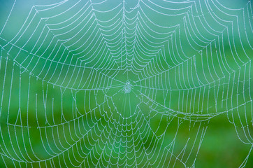 Detailed photo of a spider web in the early morning light with beads of dew drops.