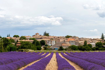 Landscape with vibrant purple Lavender field and typical village of Southern France in distance at blooming season