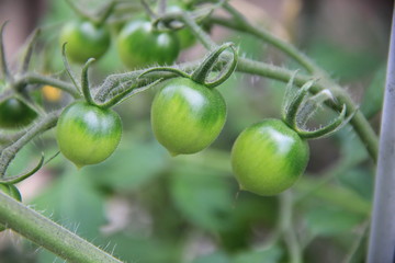 まだ熟していないトマト