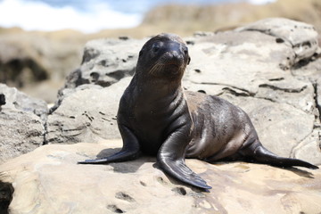 Fototapeta premium California sea lion