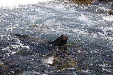 Obraz premium California sea lion