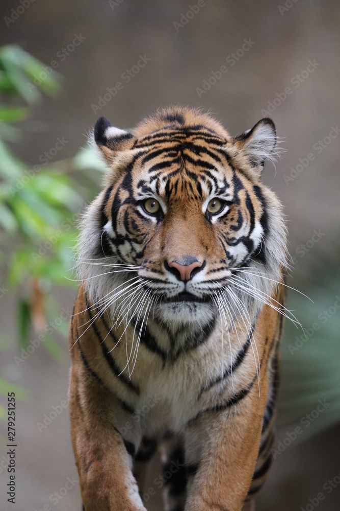 Wall mural portrait of a tiger