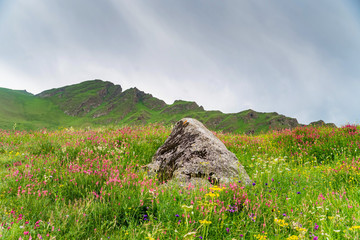 Single rock in blooming mountain meadow. Green pasture