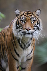 bengal tiger