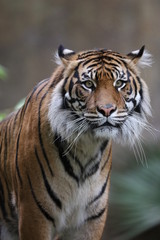 Fototapeta na wymiar bengal tiger