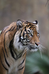 Naklejka premium biały tygrys bengalski