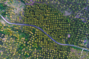 Coconut palm tree plantation green field with road aerial view