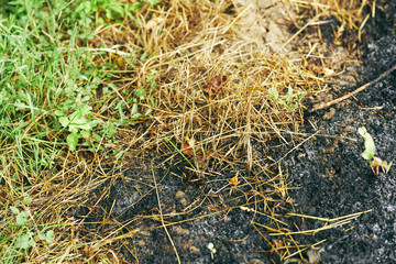grass on the ground