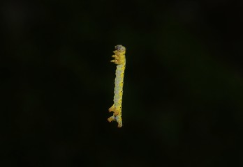 A caterpillar Operophtera Brumata on the bark of a tree