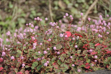 たくさん花を咲かせたヒメツルソバ(茨城県)