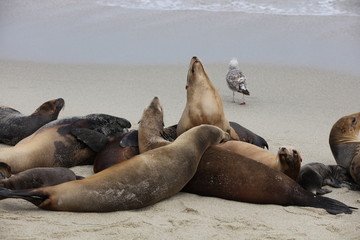 California sea lion