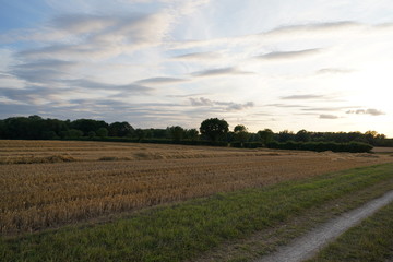 Fototapeta premium fresh green sunset landscape with blue sky and clouds