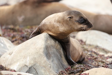 Naklejka premium California sea lion