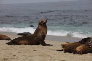 California sea lion