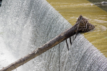 Bole of a tree