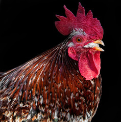 A gorgeous red brown  rooster with a big hunk of bread in its beak.  © Carolyn