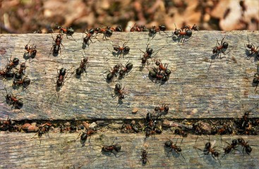 many ants on a plank