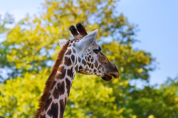 Giraffe eat leaves national park in the plants