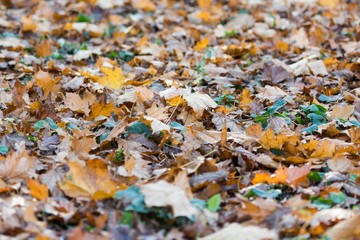Yellow Autumn Maple Leaves on the Ground