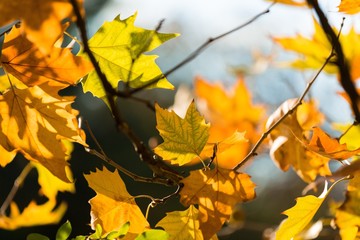Yellow Autumn Maple Leaves on the Branches