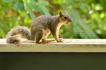 young fox squirrel on ledge