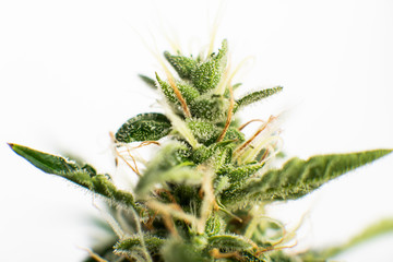 buds grown cannabis in the house. Indica and Sativa medical universities Cannabis bud. medicinal...