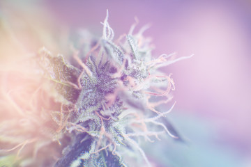 Indica and Sativa medical universities Cannabis bud. Concepts of legalizing herbs weed. medicinal...