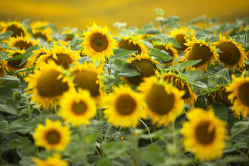 Fototapeta premium Field of blooming sunflowers