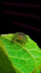 spider