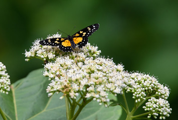  View of a beautiful butterfly feeding on white wildflowers