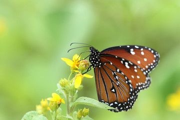 Close up view of a beautiful Queen Butterfly (Danaus gilippus)