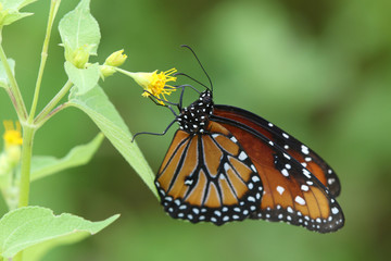 Close up view of a beautiful Queen Butterfly (Danaus gilippus)