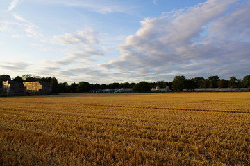 Fototapeta premium green landscape and blue sky with clouds