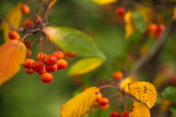 Holly berries and leaves