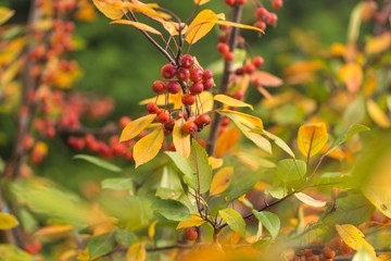 Holly berries and leaves