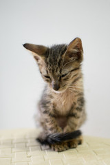 cat on a white background