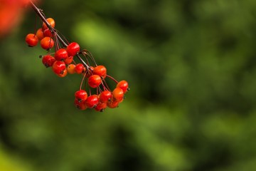 Holly berries