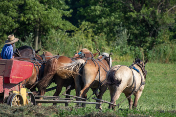 Amish farmer baling hay with horses