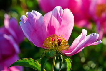 The blooming flowers of paeonia lactiflora.