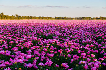 Chinese herbaceous peony fields sunset.